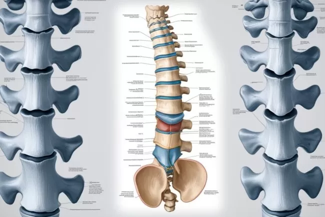 Estrutura da coluna vertebral e disco intervertebral com ênfase na hernia.